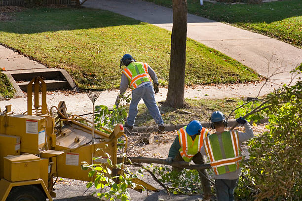 Best Arborist Services Near Me  in Eutaw, AL